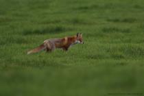 Fuchs