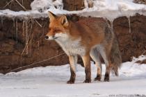 Fuchs