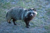 Marderhund