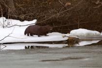 Mink