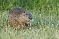 Nutria