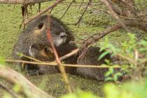 Nutria