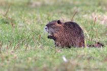 Nutria