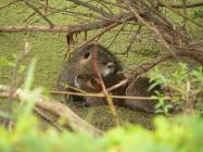 Nutria