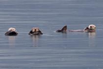Seeotter