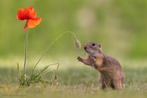 Ziesel