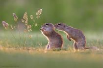 Ziesel