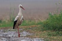 Storch