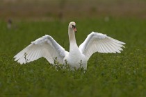 Hoeckerschwan