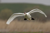 Hoeckerschwan