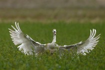 Hoeckerschwan