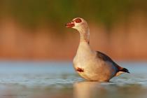 Nilgans