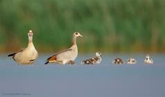 Nilgans