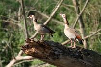 Nilgans