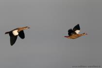 Nilgans