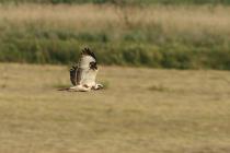 Maeusebussard