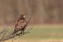 Maeusebussard