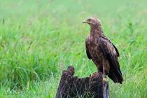 Schreiadler