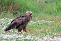 Schreiadler