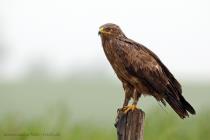 Schreiadler