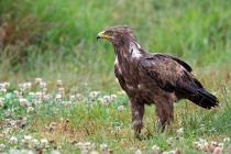 Schreiadler