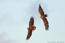 Seeadler