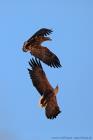 Seeadler