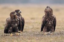 Seeadler