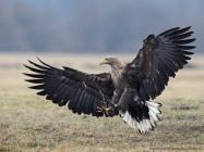 Seeadler