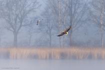 Seeadler