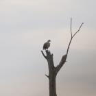 Seeadler