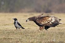 Seeadler