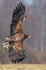 Seeadler