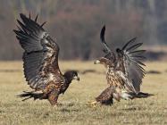 Seeadler