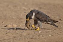 Wanderfalke