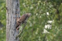 Wespenbussard