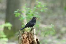 Amsel