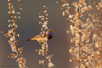 Blaukehlchen
