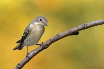 Trauerfliegenschn�pper