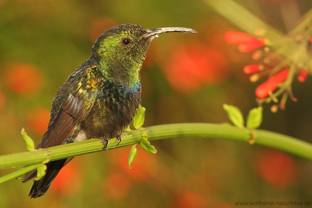 Green_throated_Carib