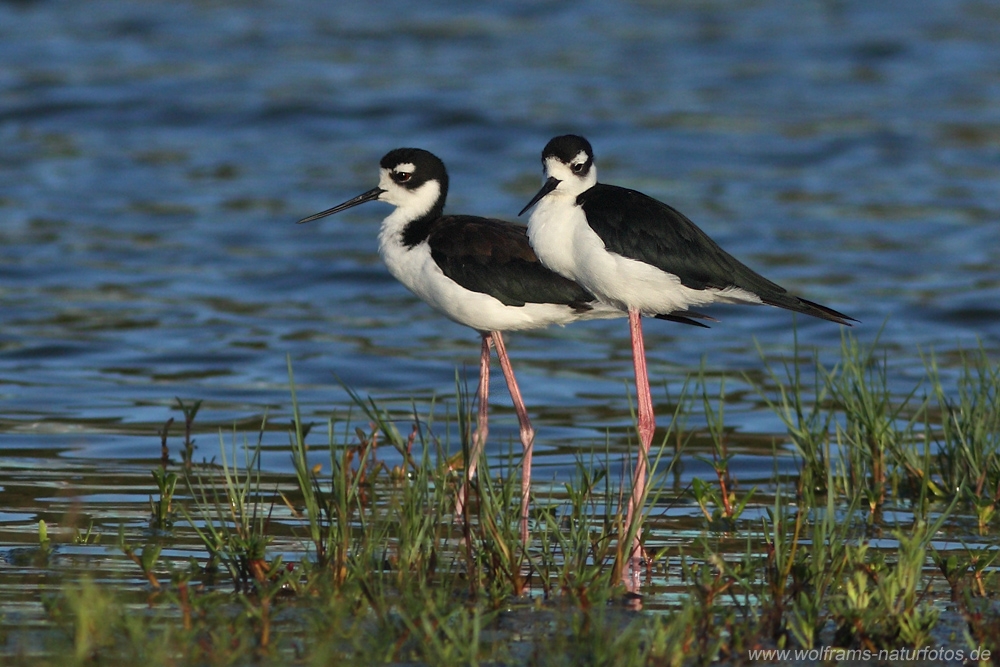 black-necked_stilt