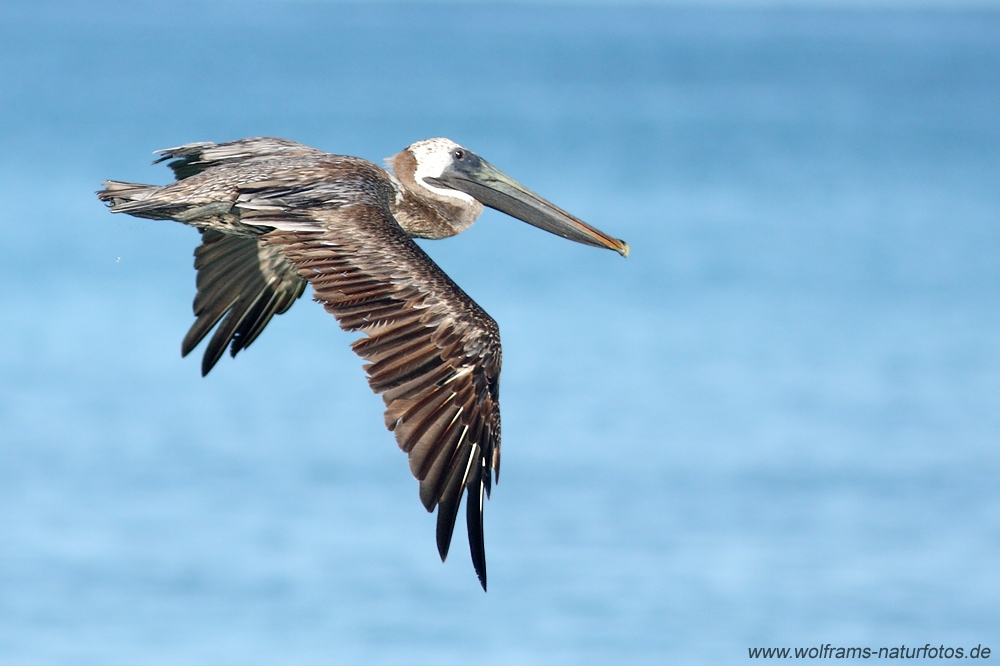 brown_pelican