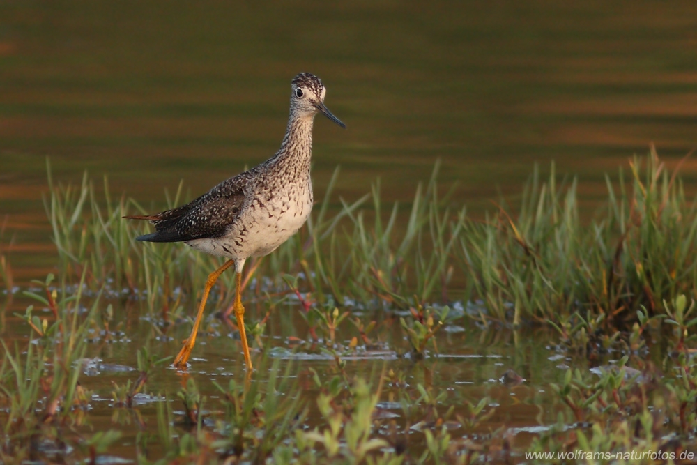 greater_yellowlegs