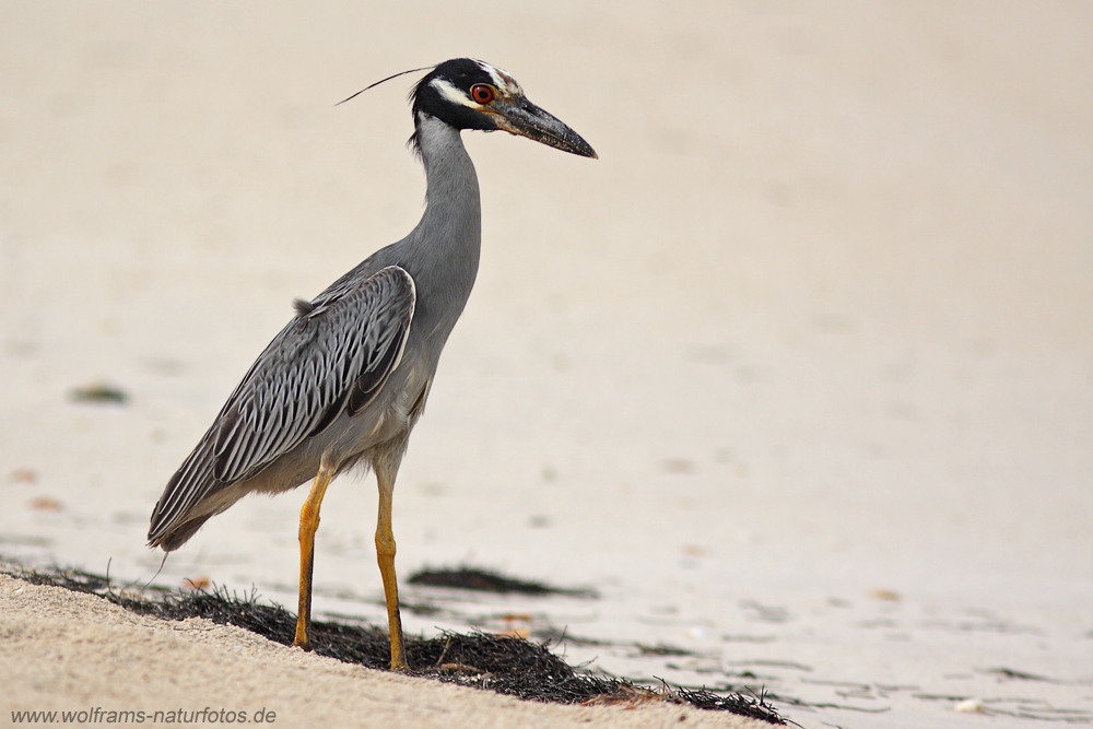 yellow-crowned_night_heron