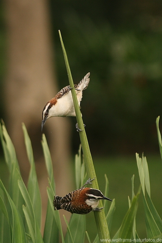 rufous_naped_wren3