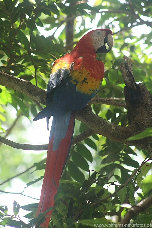 scarlet_macaw