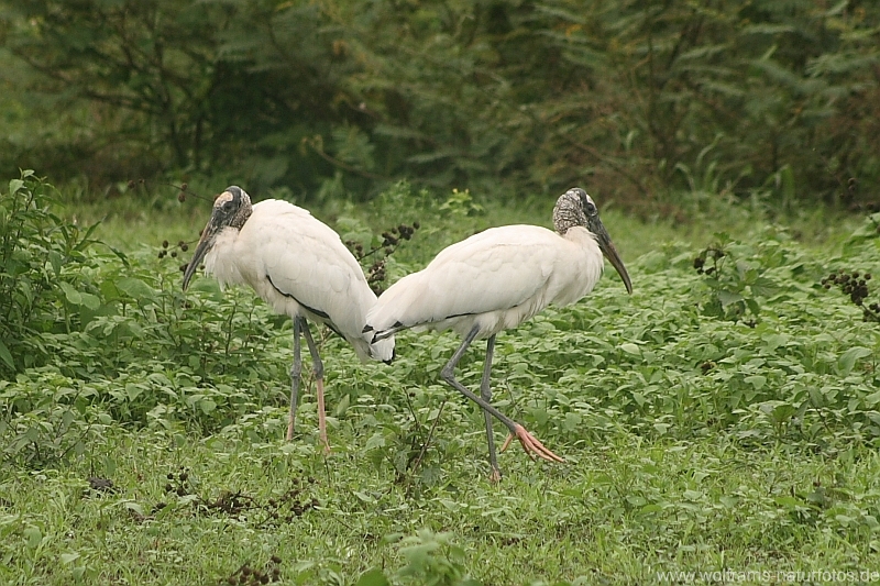 wood_stork