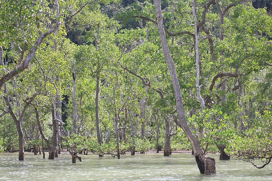 mangrovenwald