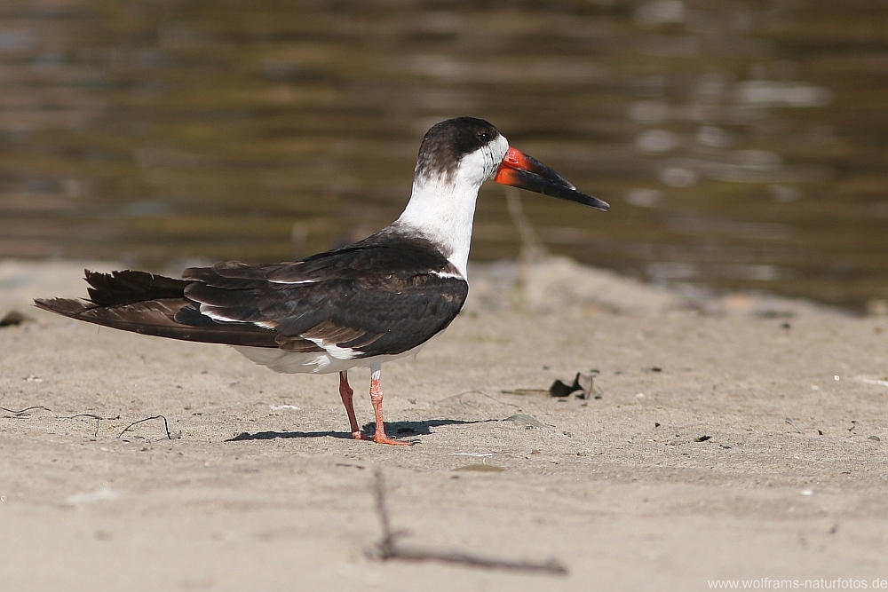 black_skimmer