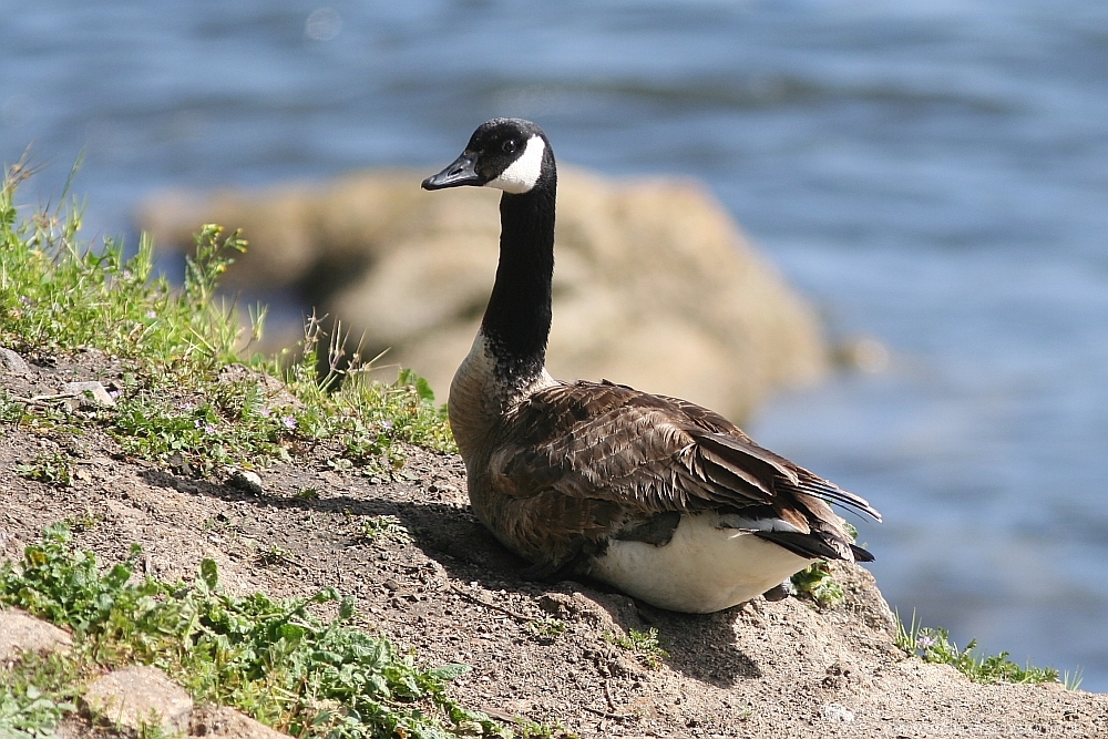 canada_goose